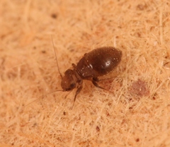 Lepinotus patruelis