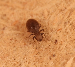 Lepinotus patruelis