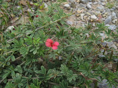 Indigofera punctata