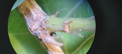 Haplothrips