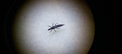 Haplothrips