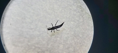Haplothrips