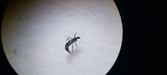 Haplothrips