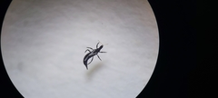 Haplothrips