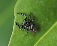 Thiania bhamoensis
