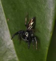 Thiania bhamoensis