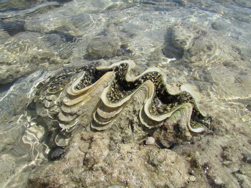 Tridacna squamosina — seen at this dive site