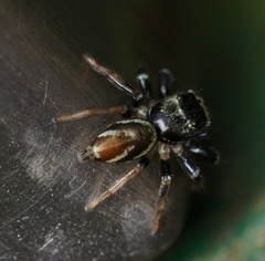 Thiania bhamoensis