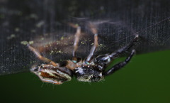 Thiania bhamoensis