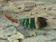 Pyrops karenius