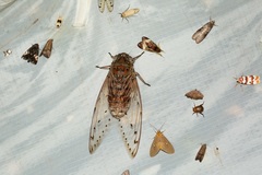 Megapomponia imperatoria