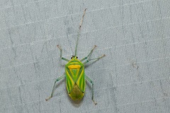 Urolabida
