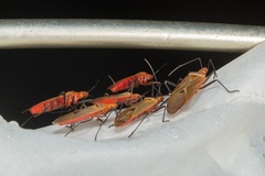 Dysdercus fuscomaculatus