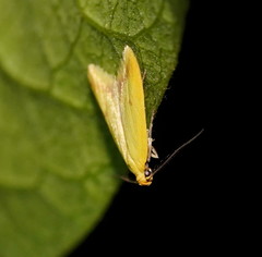 Aeolothapsa malacella