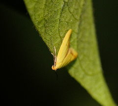 Aeolothapsa malacella