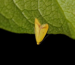 Aeolothapsa malacella
