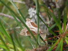 Hypena crassalis