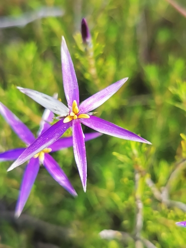 Image of Calectasia intermedia by (c) Richard Dimon, some rights reserved (CC BY)