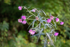 Cirsium nipponicum incomptum