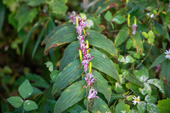 Tricyrtis hirta