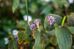 Tricyrtis hirta