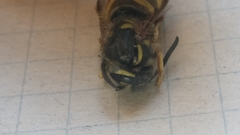 Vespula vulgaris