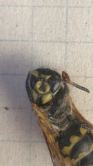 Vespula vulgaris