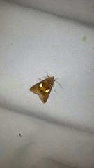 Autographa bractea