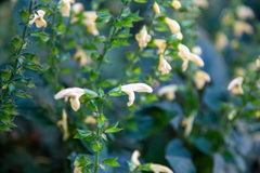 Salvia nipponica