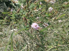 Melaleuca gibbosa