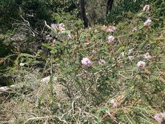 Melaleuca gibbosa