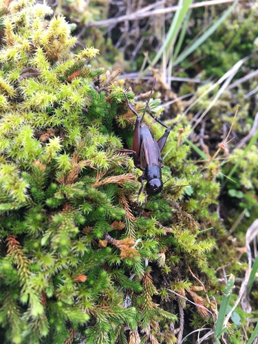 Fall field cricket