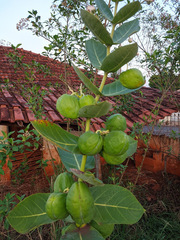 Calotropis