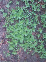 Chenopodiastrum murale