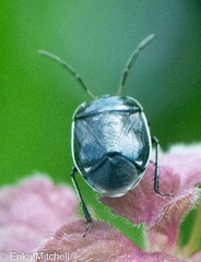 Sehirus cinctus albonotatus