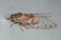 Megapomponia imperatoria