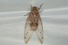 Megapomponia imperatoria