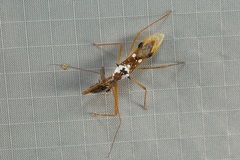 Epidaus famulus