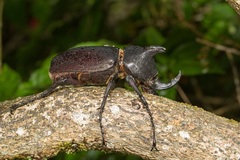 Chalcosoma