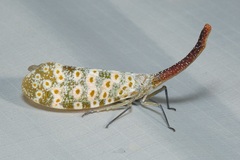 Pyrops oculatus