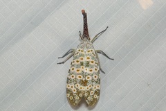Pyrops oculatus