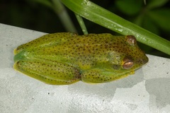 Zhangixalus prominanus