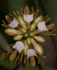Acampe praemorsa