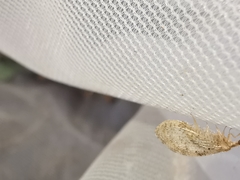 Hemerobius humulinus