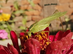 Scudderia mexicana