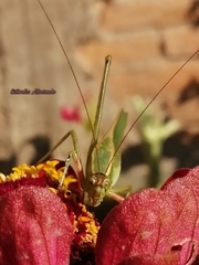 Scudderia mexicana