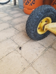 Carabus morbillosus macilentus