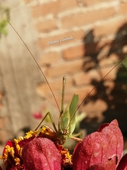 Scudderia mexicana