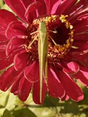 Scudderia mexicana