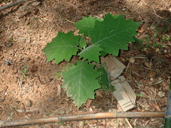 Solanum lasiocarpum